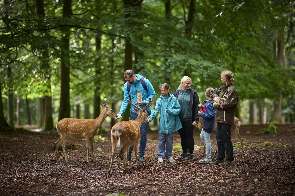 Wildfreigehege Wildenburg