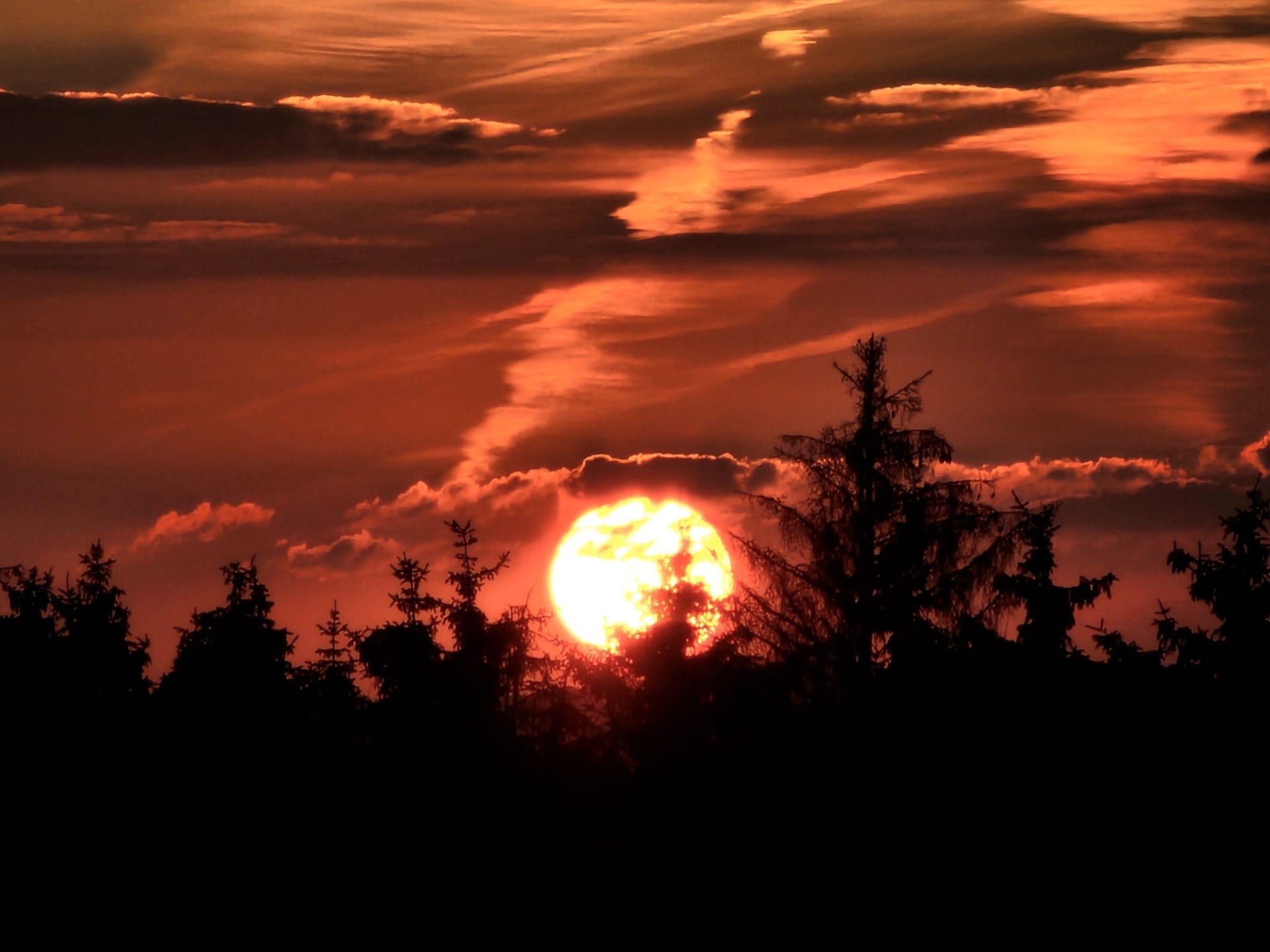 Die Sonne geht hinter einem Nadelwald unter. Das Bild sieht dramatisch aus. Die Sonne ist groß und färbt den Himmel orange. Im Vordergrund sieht man die Nadelbäume, die wie eine schwarze Silhouette vor der orangen Sonne wirken