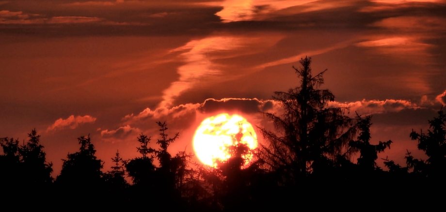 Die Sonne geht hinter einem Nadelwald unter. Das Bild sieht dramatisch aus. Die Sonne ist groß und färbt den Himmel orange. Im Vordergrund sieht man die Nadelbäume, die wie eine schwarze Silhouette vor der orangen Sonne wirken
