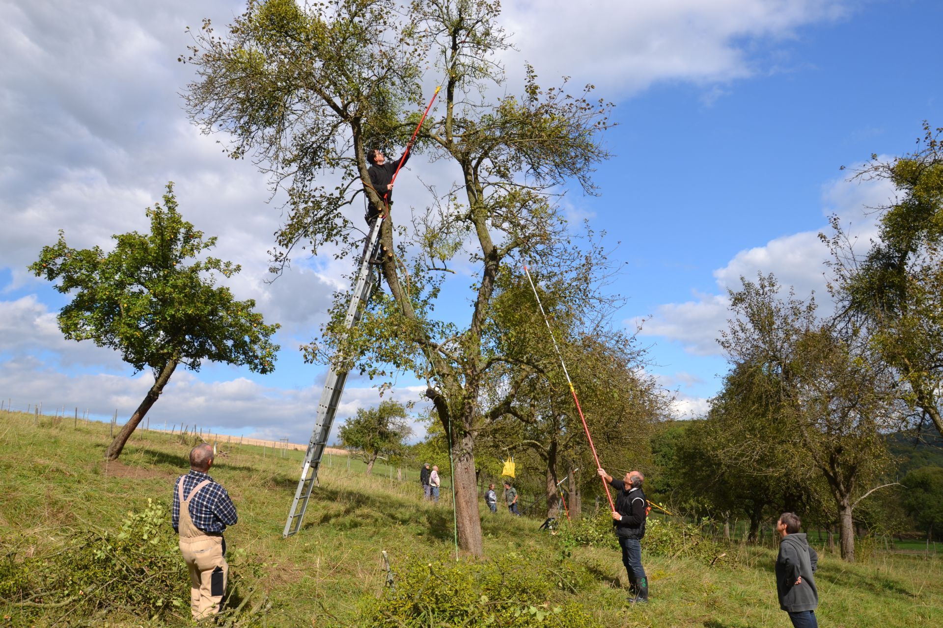 Obstbaum-Schnittkurs. Mehrere Leute schneiden einen Obstbaum