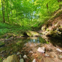 Bärenbachpfad Baumholder Bachlauf