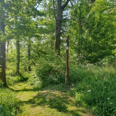 Bärenbachpfad Baumholder Pfad im Wald