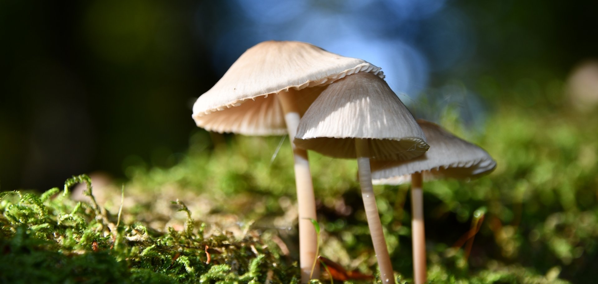 Pilze im Herbstwald