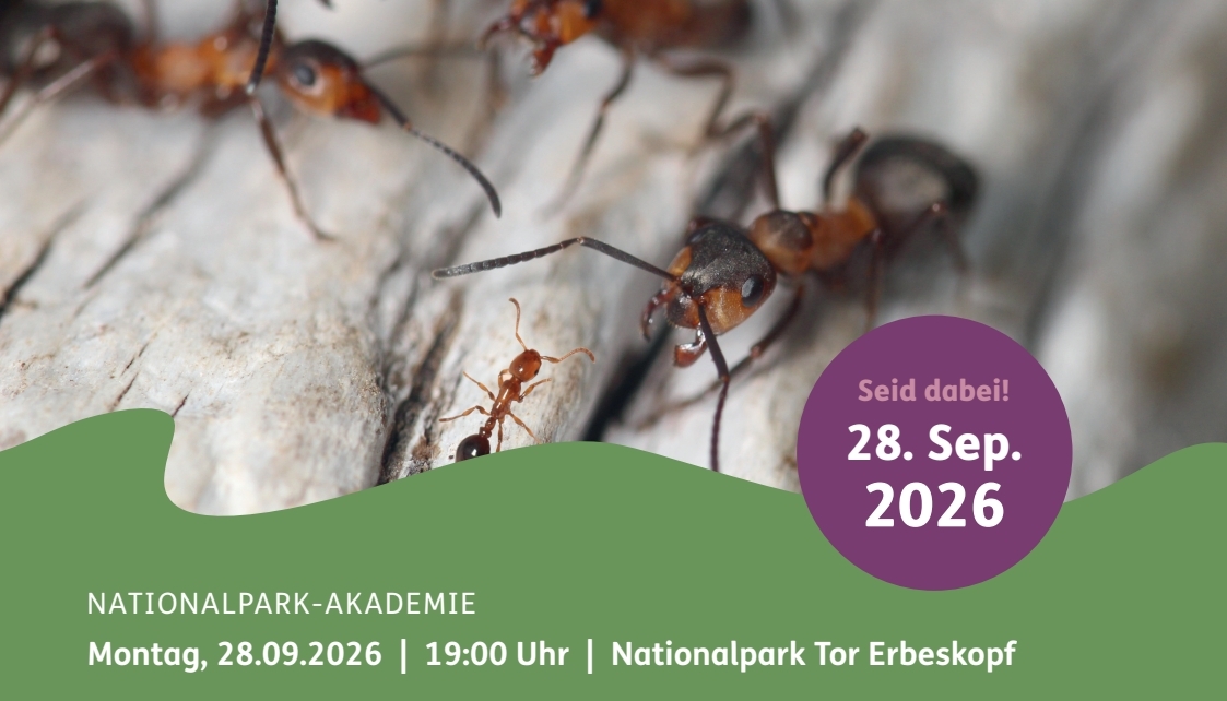 NATIONALPARK-AKADEMIE - Krabbelnde Untermieter. Krabbelnde Ameisen in unterschiedlichen Größen.