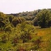 Blick ins Eschelbachtal bei Ruschberg