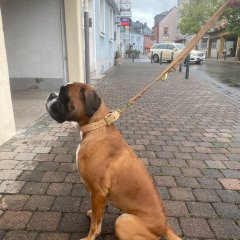 Hund mit lokal hergestelltem Korkhalsband